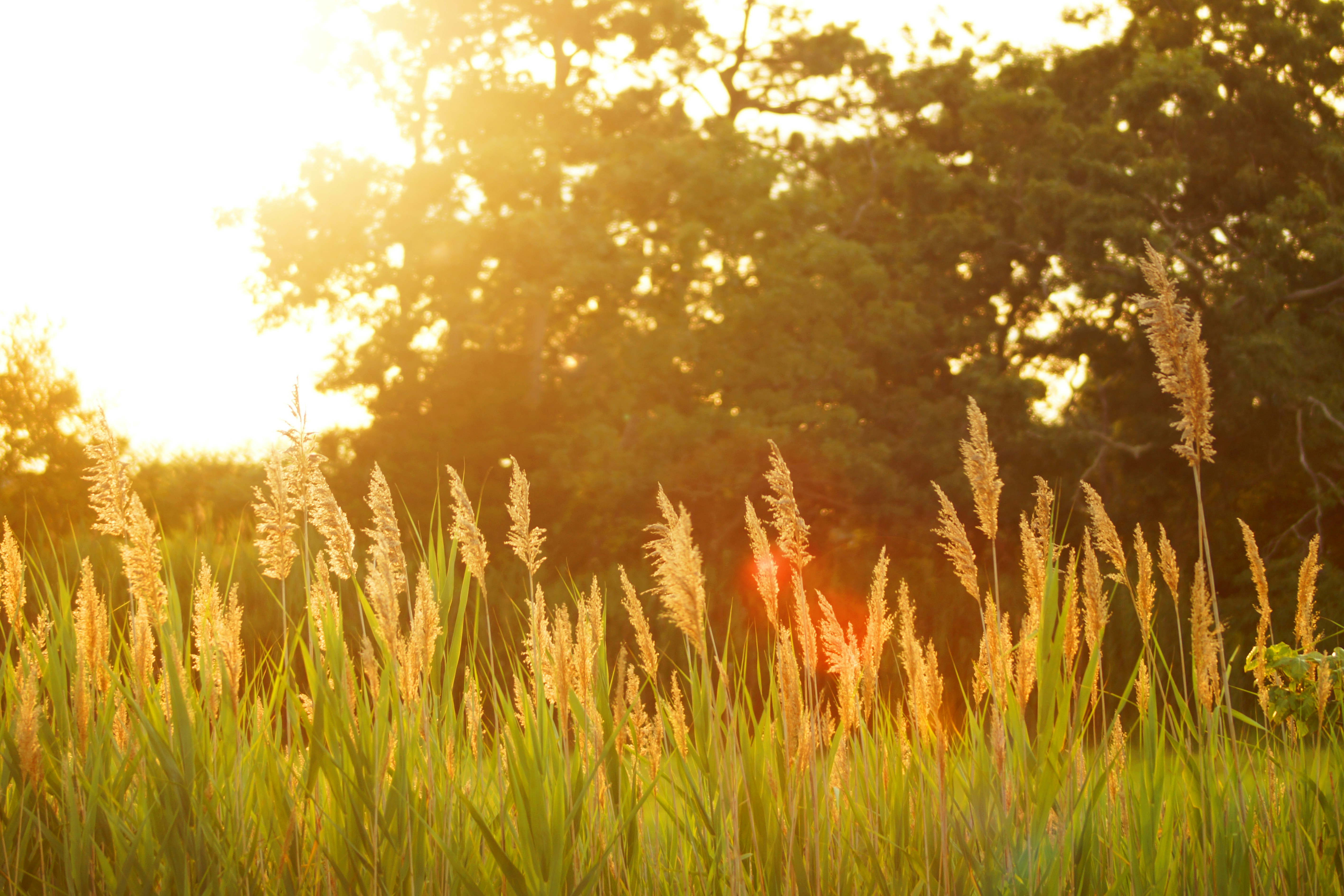 Sunset over a field
